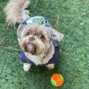 Squeaky Tennis Balls: Medium