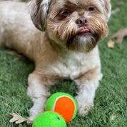 Squeaky Tennis Balls: Medium