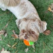 Squeaky Tennis Balls: Medium